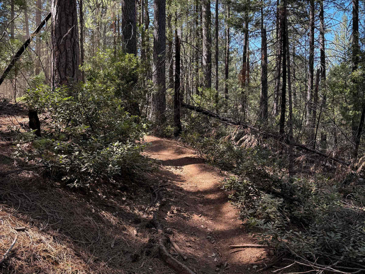 Trail 1-4 (11E42)   photo 6
