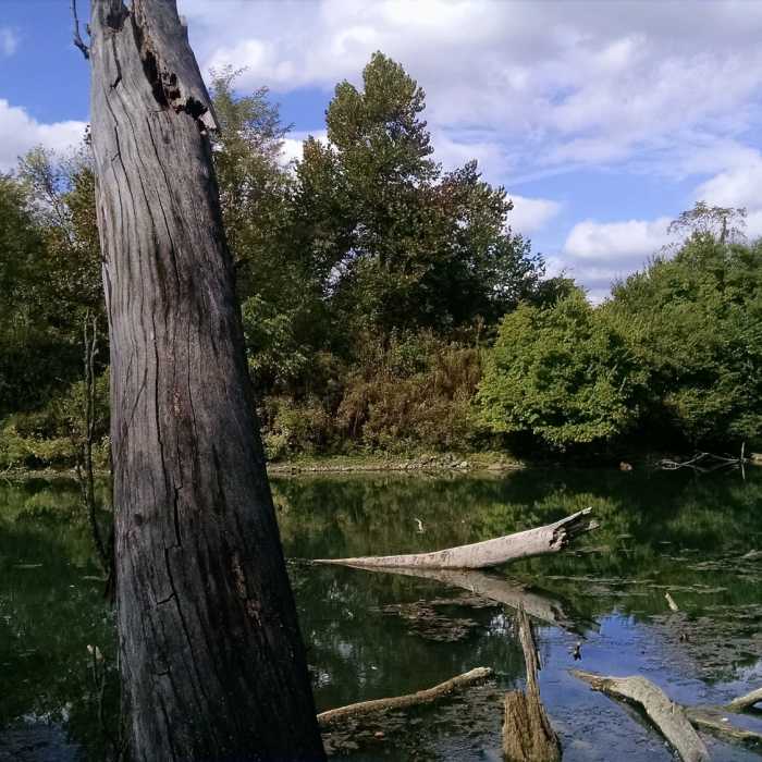 Near North Riverside Natural Area Loop