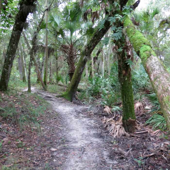 Near Kolokee Loop Trail