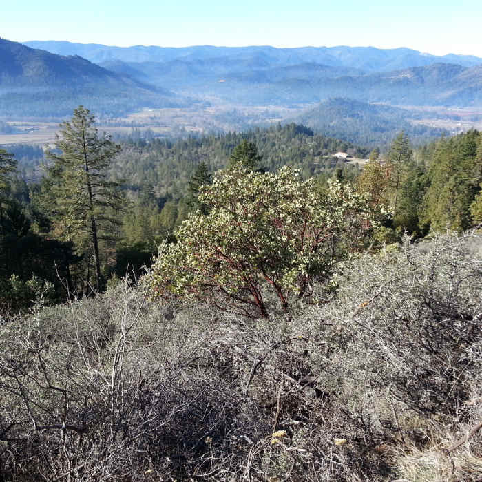 Near Bolt Mountain Trail