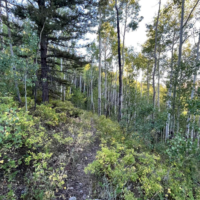 Near Lion Gulch Trail Out and Back
