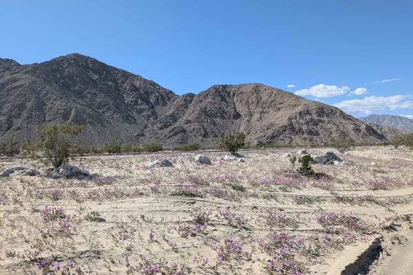 BLM 085 West