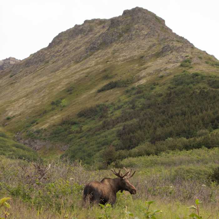 Near Middle Fork Loop