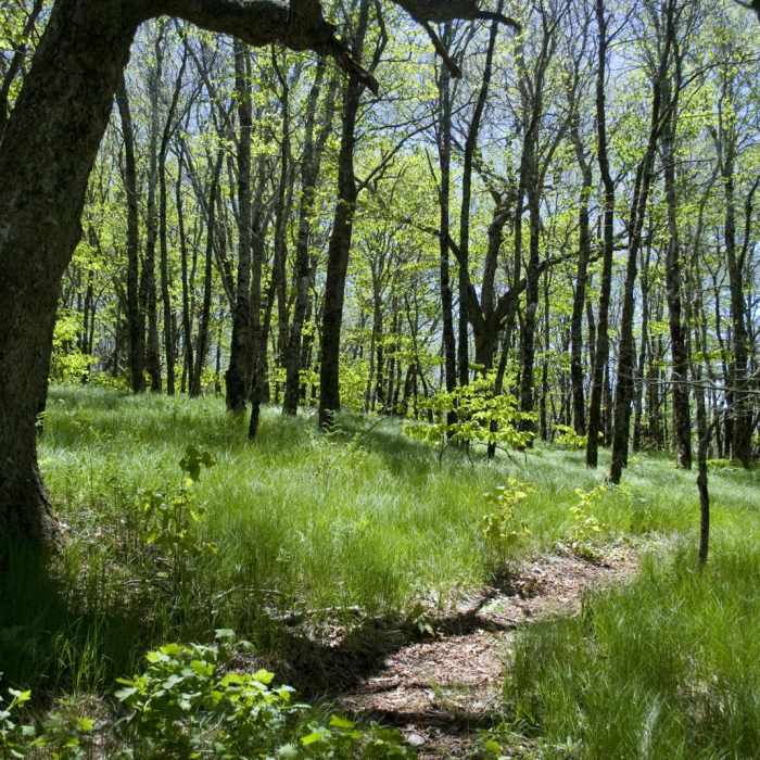 Near Craggy Gardens Near Craggy Gardens