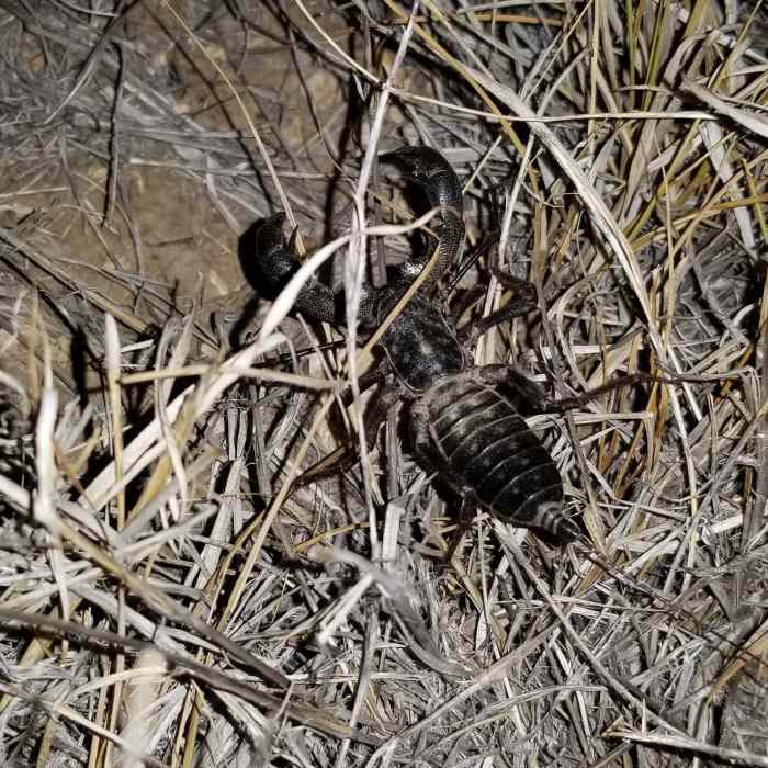 Vinegaroon (whip scorpion) outside my tent. Near Rattlesnake Canyon Loop