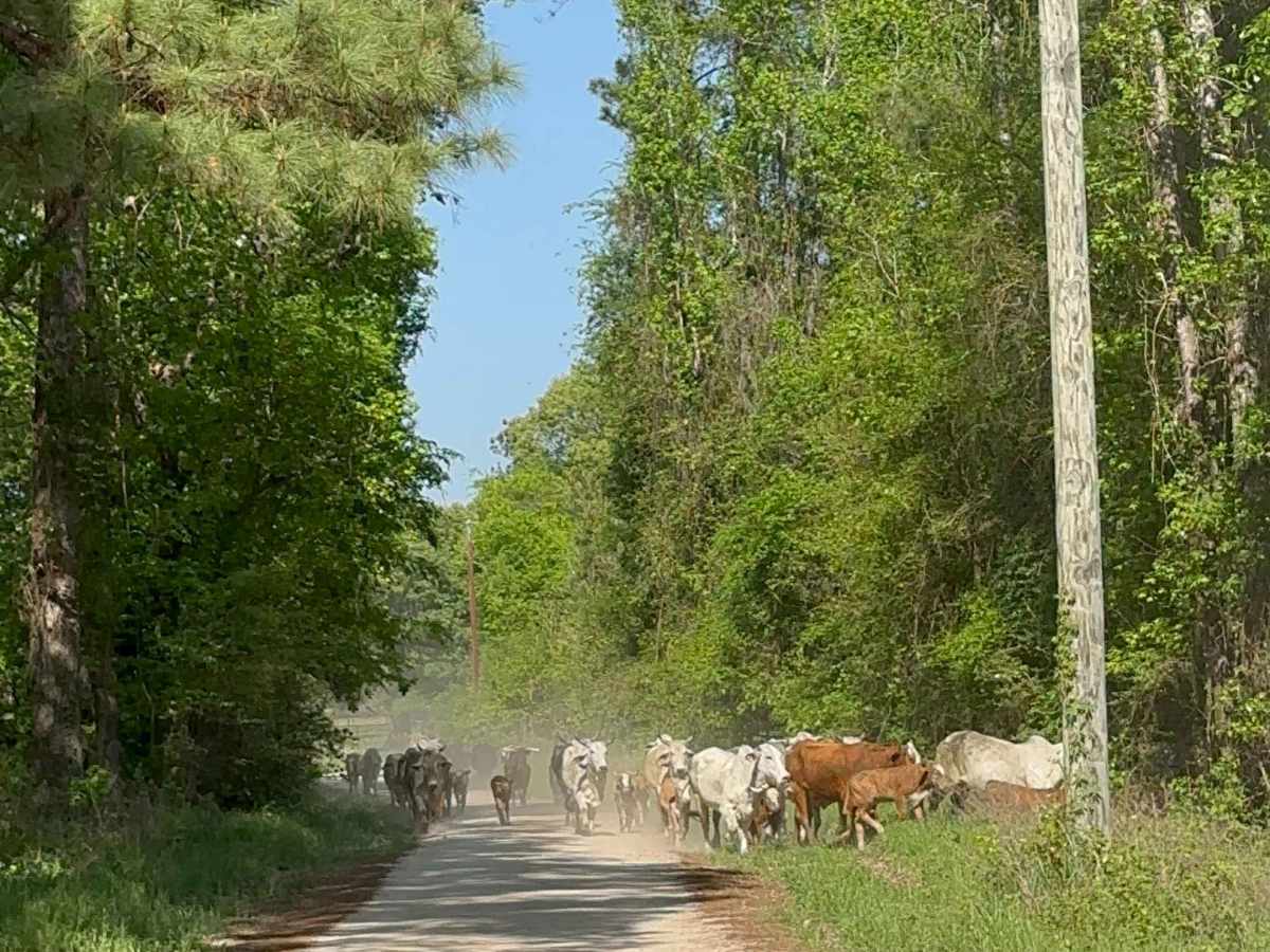 Hogg Road trail photo