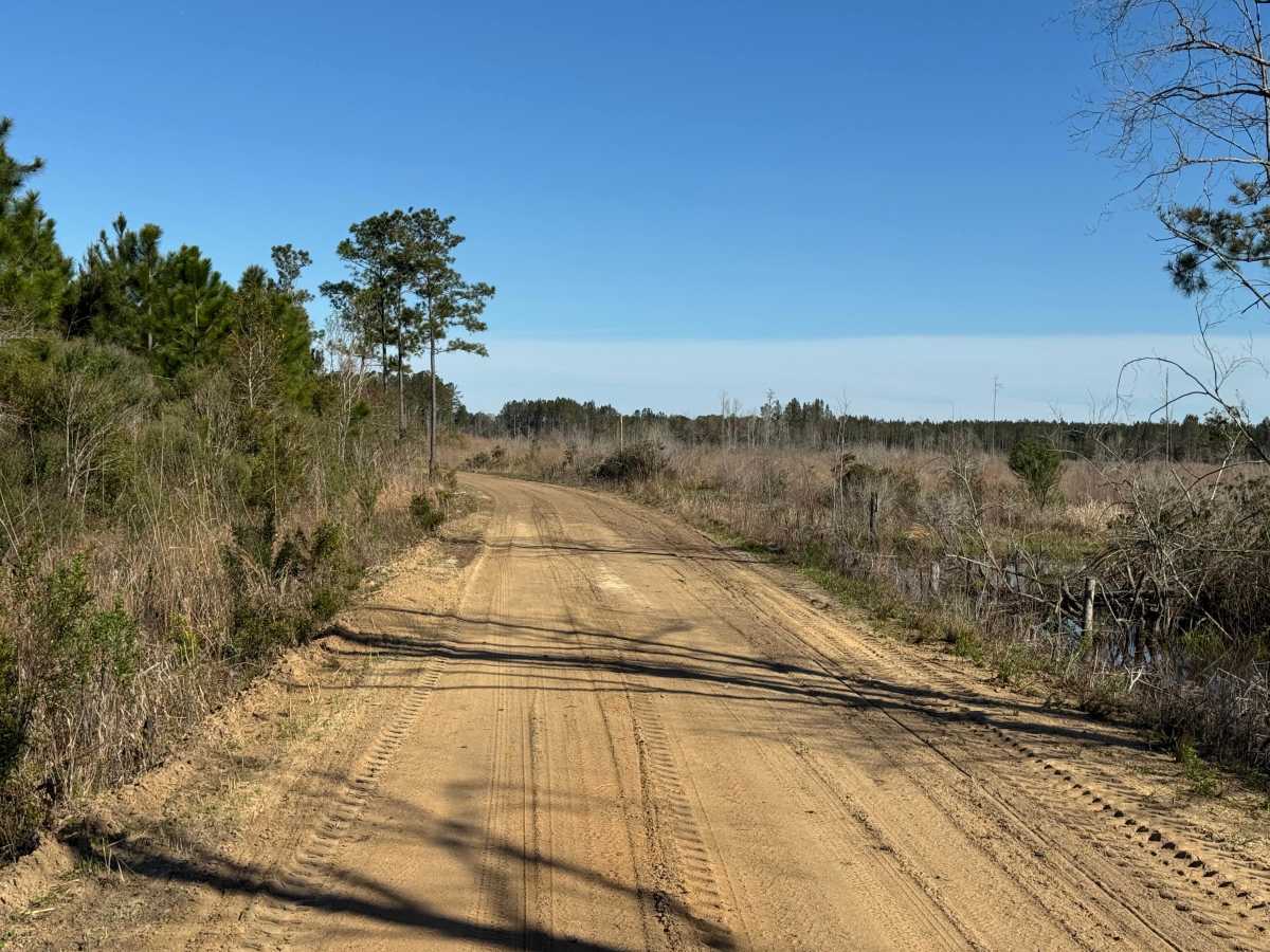 Sawgrass Road trail photo