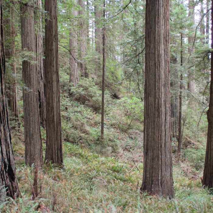 Near Damnation Creek Trail