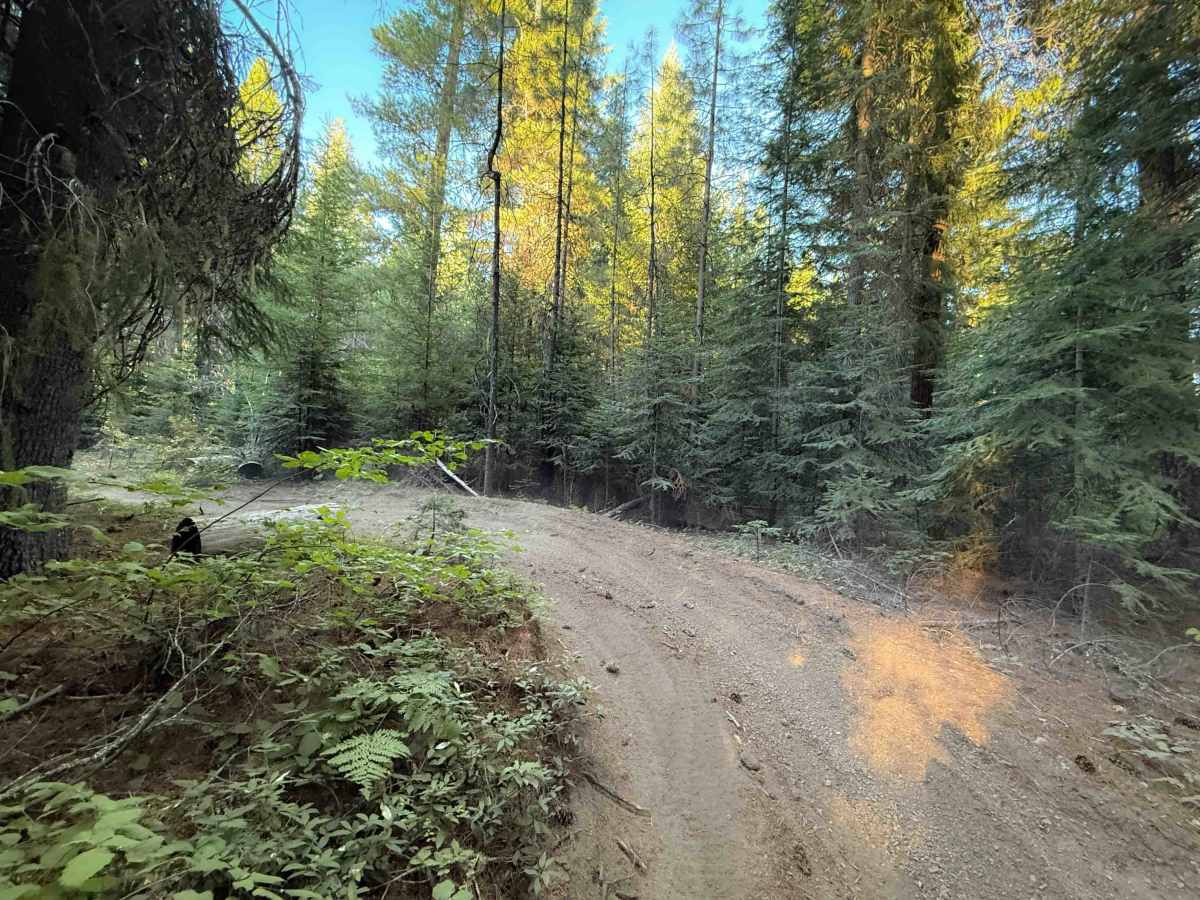 Maze Trail   photo 3