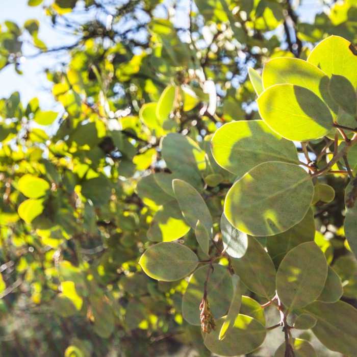 Near Panorama Point via Oregon Trail