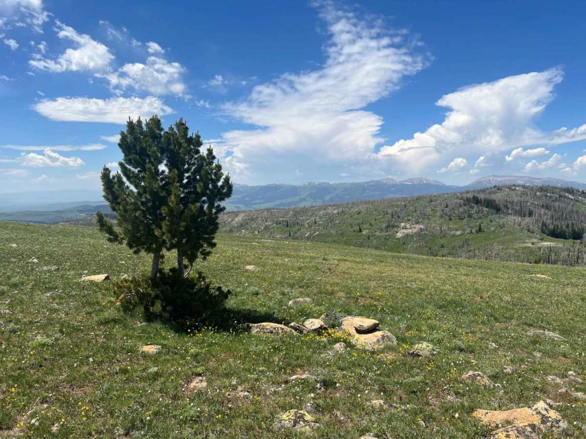 Gravelly Range South (FS290) photo 4