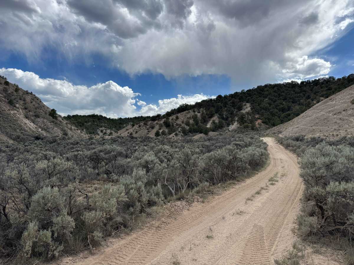 BLM 8461 photo 5