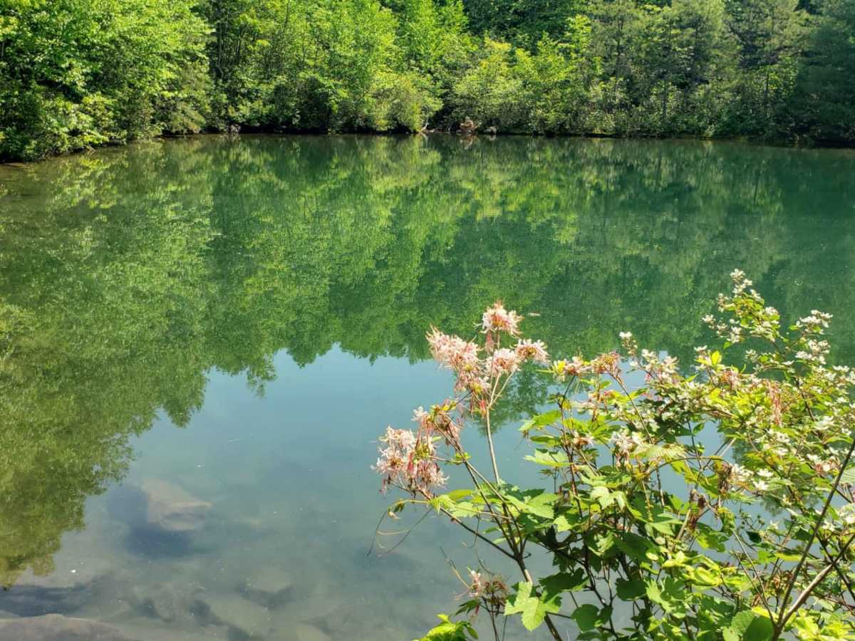 Emerald Pond photo 2
