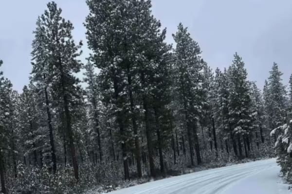 Forest Road 4100-000