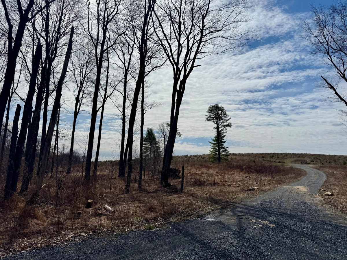 Cole Run Road photo 6