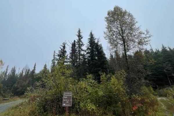 Brown Bear Road