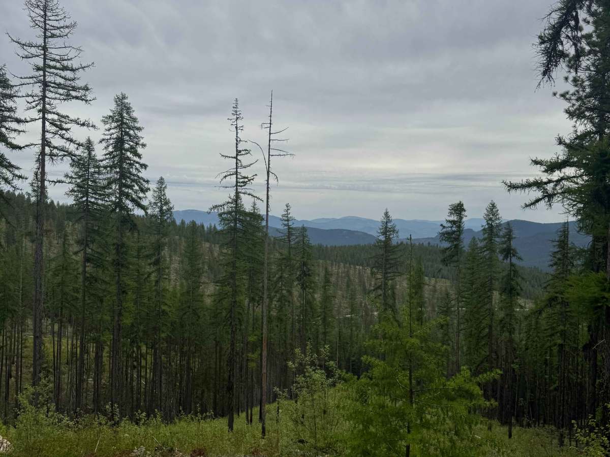 Hart Creek Ridge - FS 2000-325 photo 6
