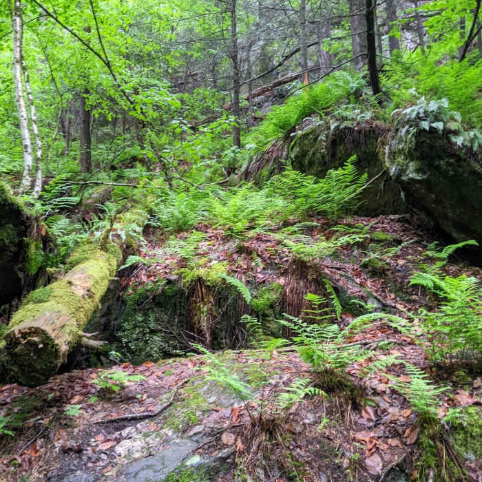 Near Ice Glen Trail