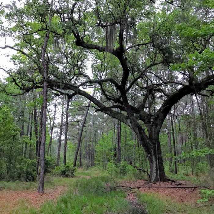 Near Pipeline Trail