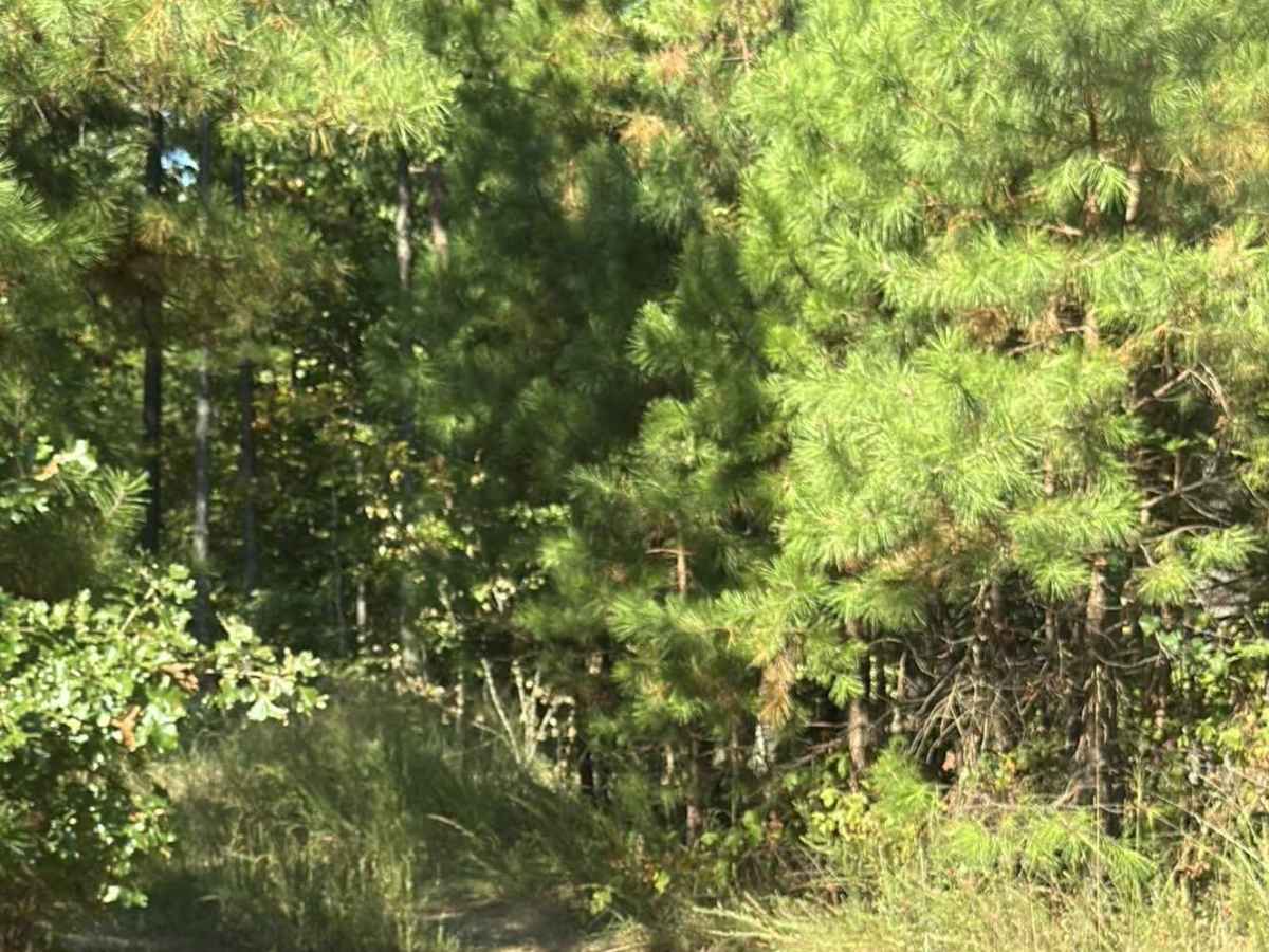 Beachler Ridge - FS 549 trail photo