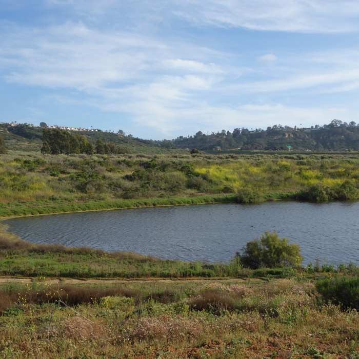 A seasonal pond adds to the ambiance at San Dieguito Lagoon. Near Dust Devil Nature Trail North Loop