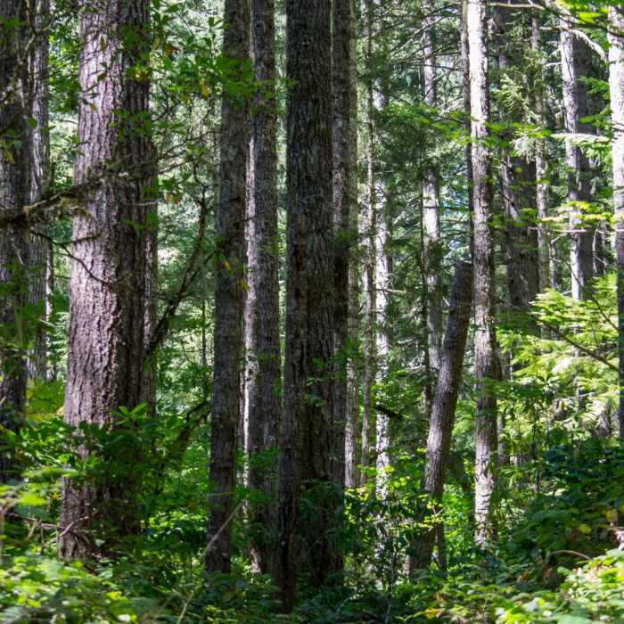 Near Eagles Rest Trail