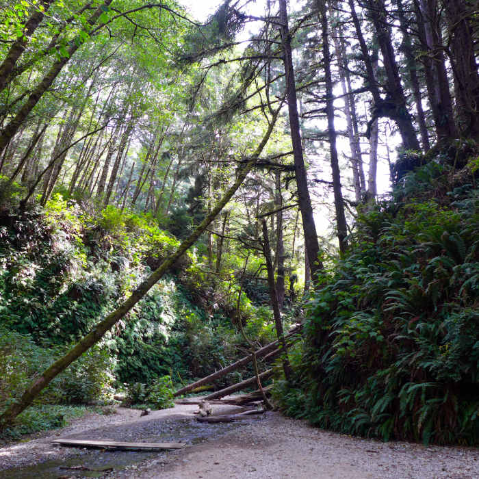 The end/entrance to Fern Canyon is spectacular and pretty unique. Near Fern Canyon Loop Trail