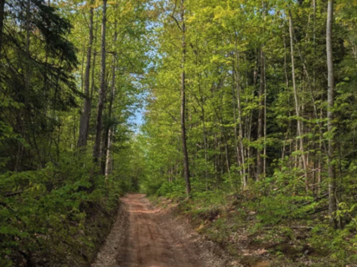 Alder Truck Trail photo 3