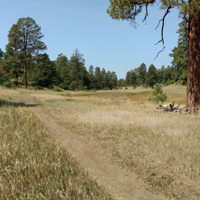 Coyote Hill Loop - Heading back towards trailhead. Near Coyote Hill Loop (314)