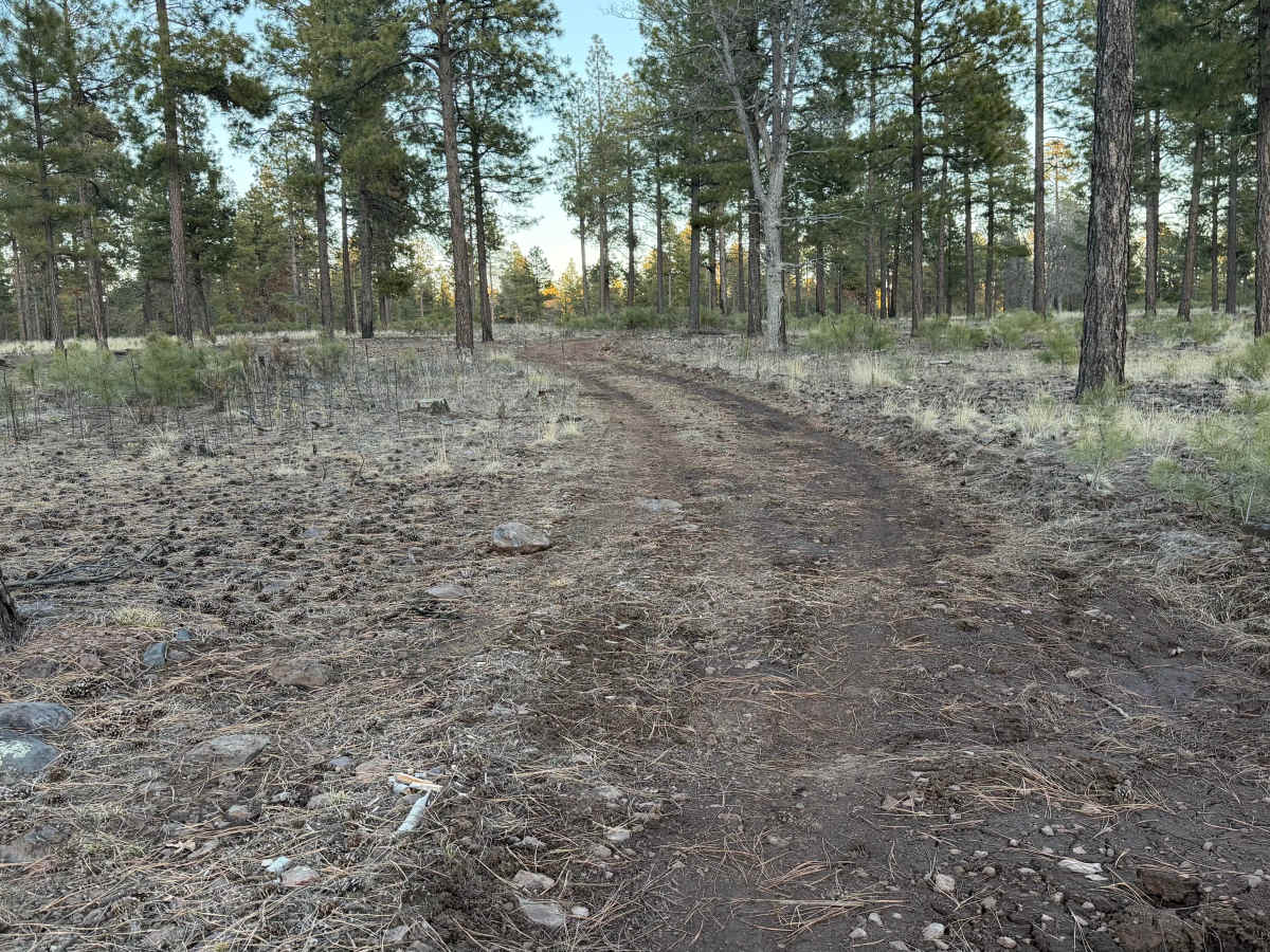 Lost Logger Trail photo 3
