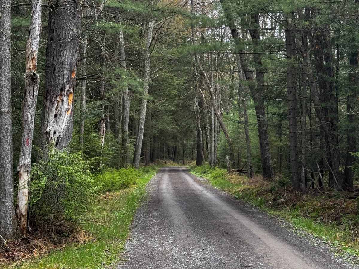 Manor Fork Road photo 4