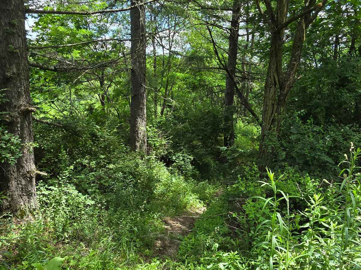 Single Track XX photo 2