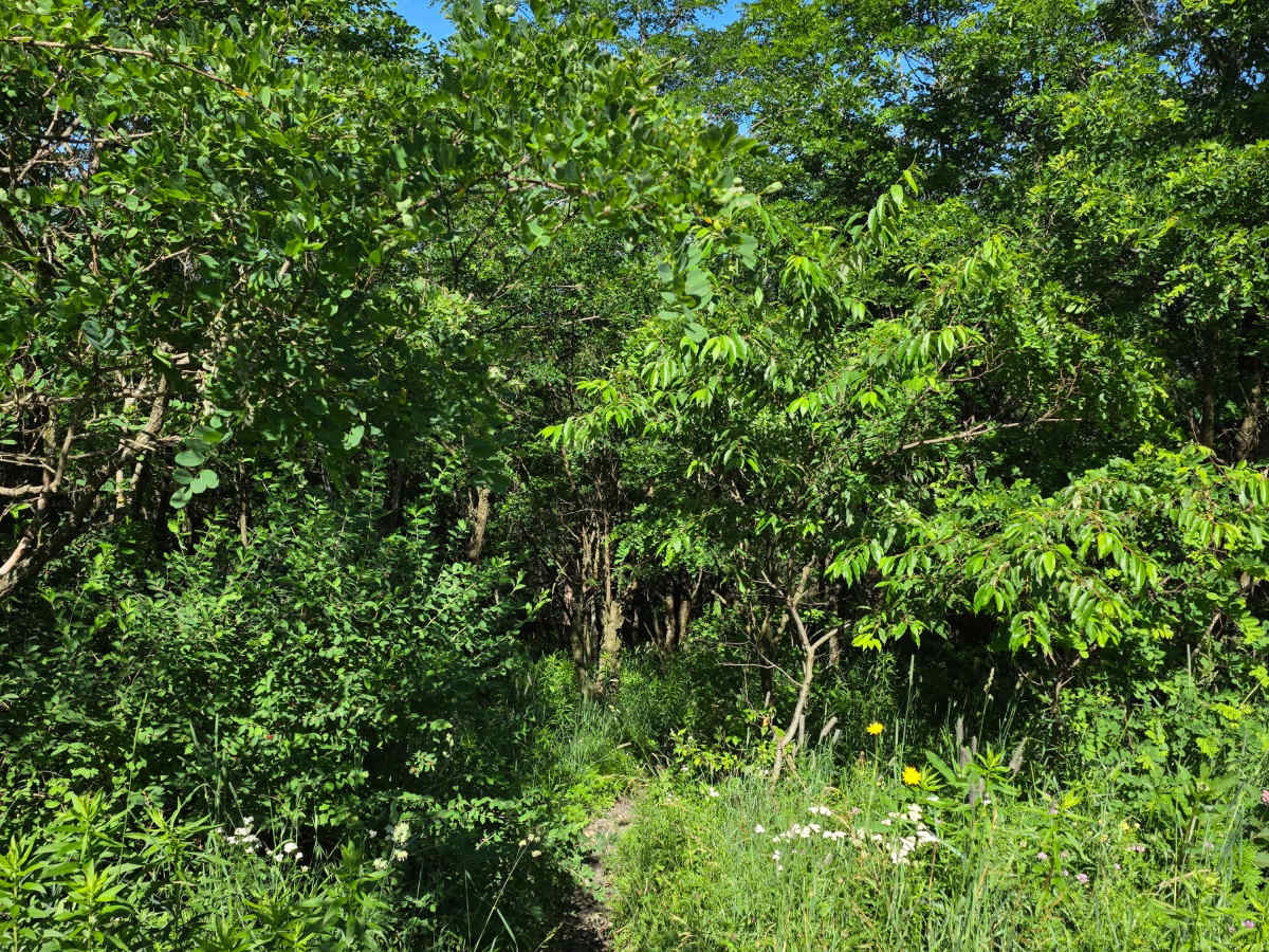 Single Track R photo 2