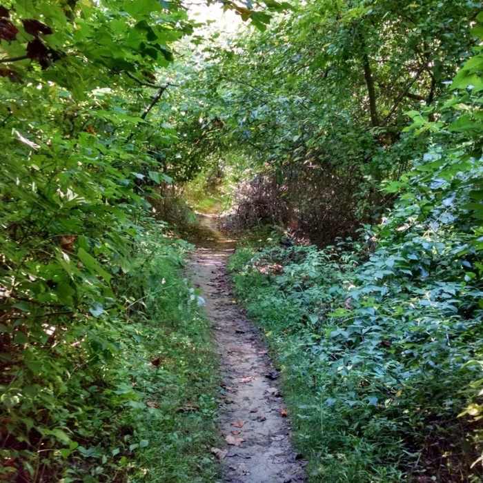 A lush section of White Trail. Near Shaeffer Farm White Loop