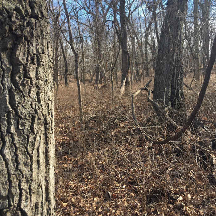 Near Red Trail