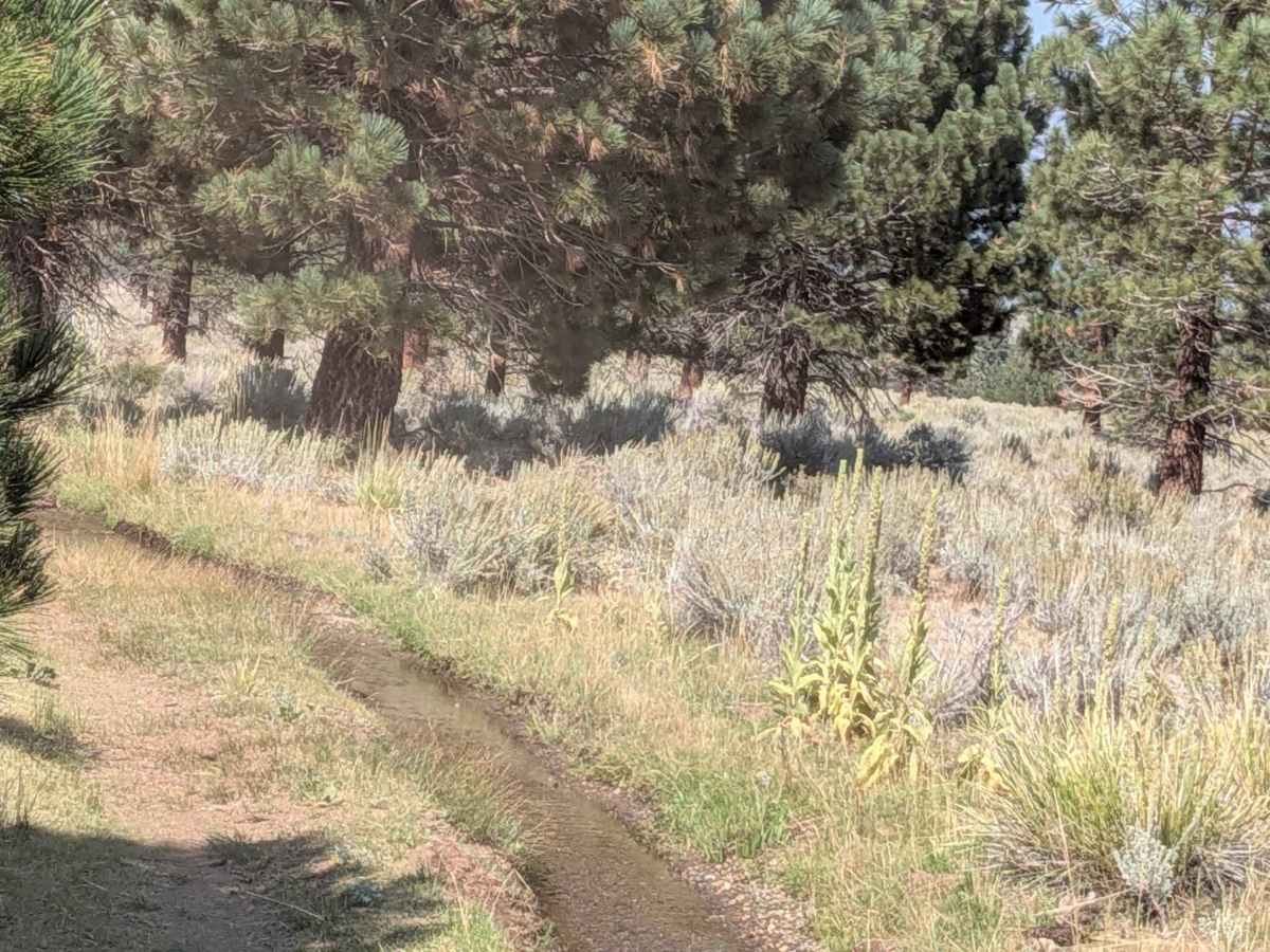 LaBrosse Creek Road - FS 32176 photo 6