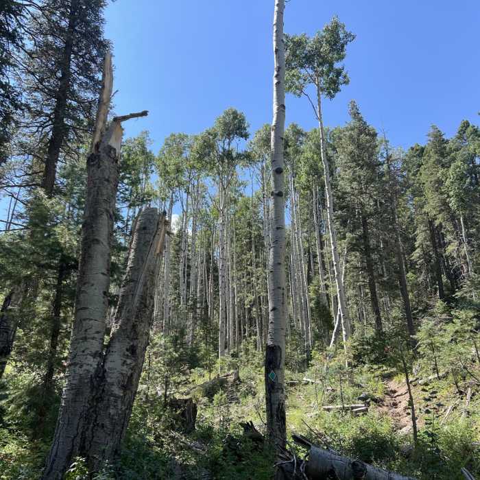 Near Bill Williams Mountain Trail