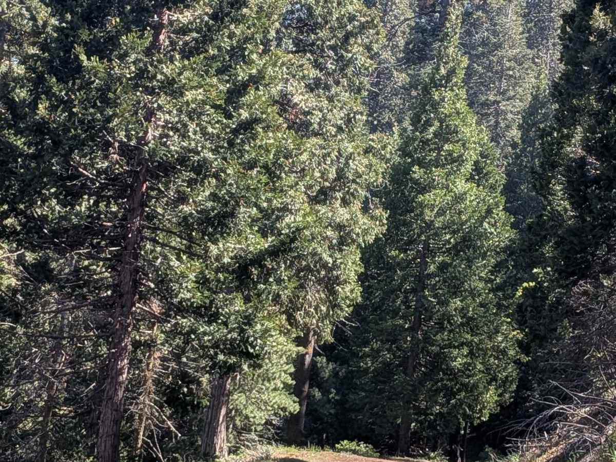 Rancheria Spur - FS 25S15C photo 6