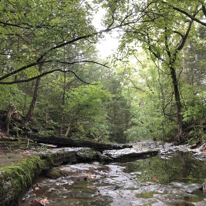 Near Ward Branch Greenway