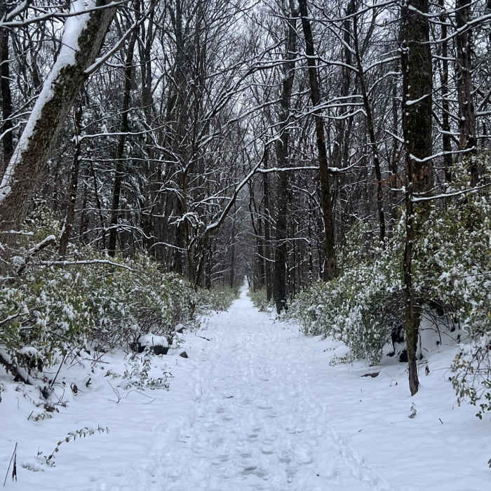 Near Watts Trail