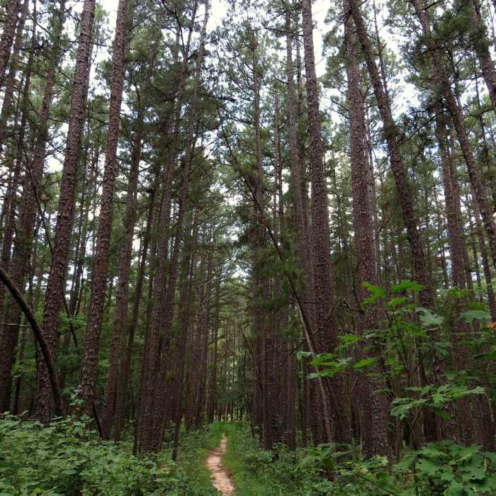 Trail through the pine forest. Near Whispering Pine - North and South