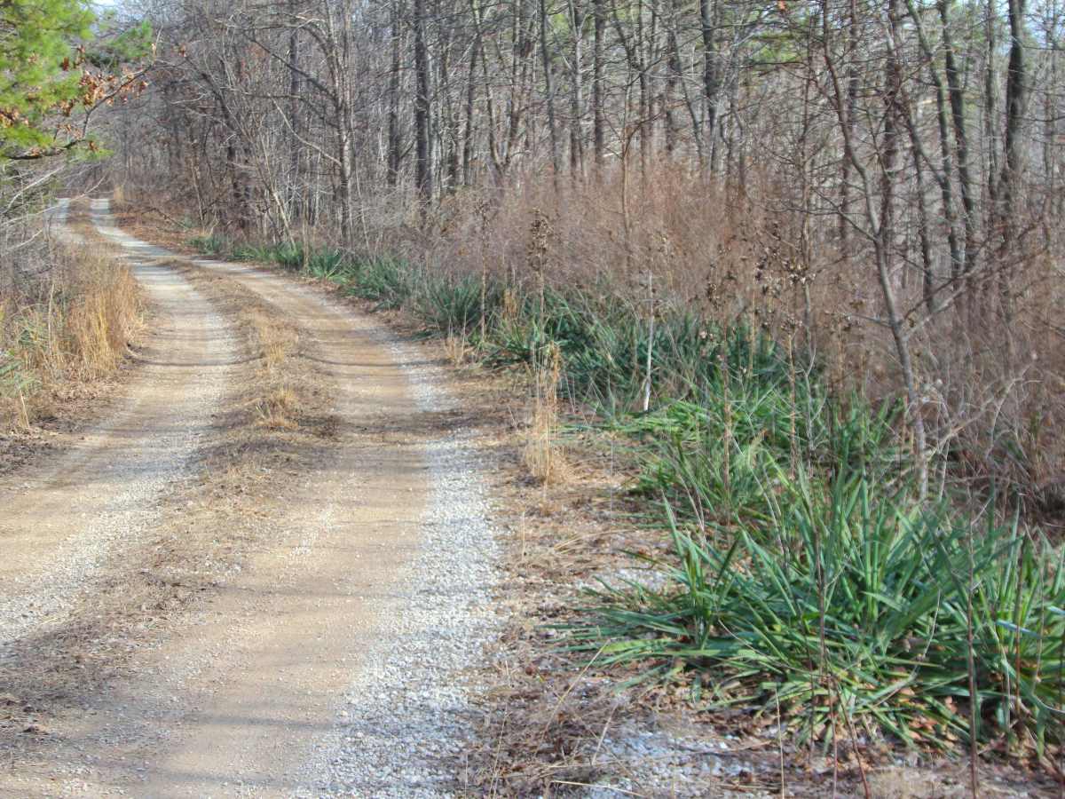 Perkins Ridge - FS 423 trail photo