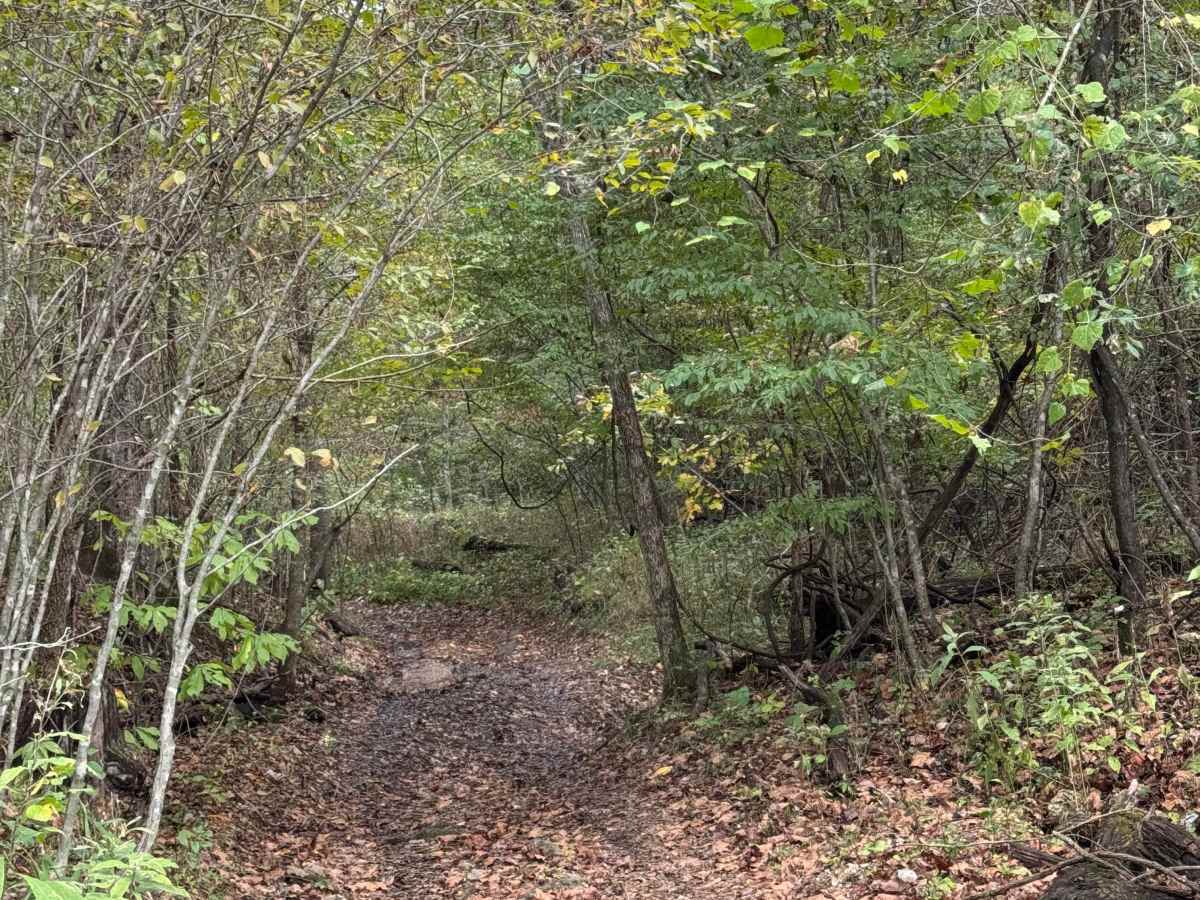 Ranger Smith trail photo