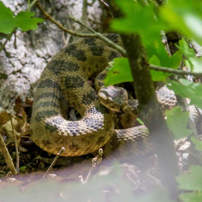 Near Farmington Creek Trail