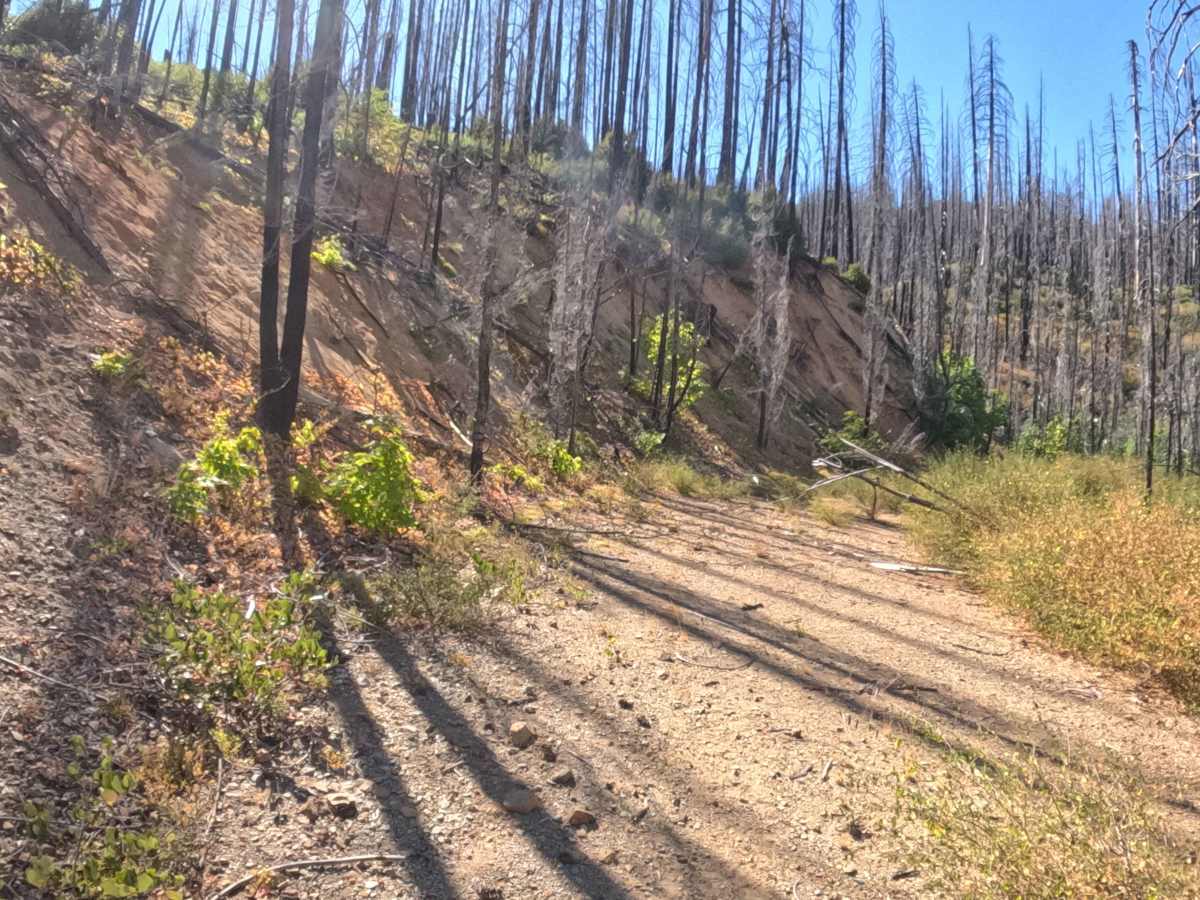 Poker Flat - FS 18N33 trail photo