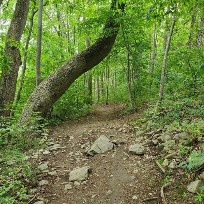 Elbow Tree Near Marsh Creek Dam Hike