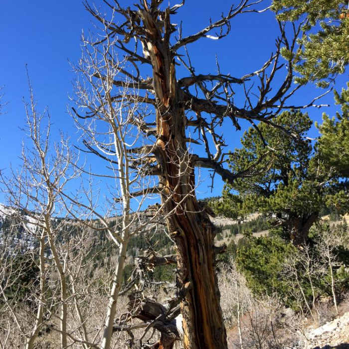 Near Alpine Lakes + Wheeler Peak