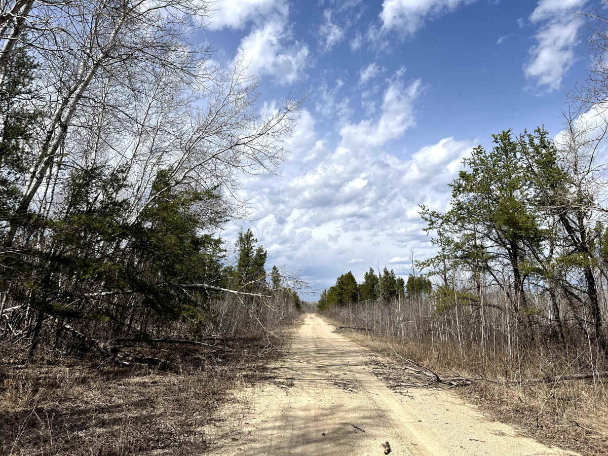 Sandilands Forestry Road 31 photo 3