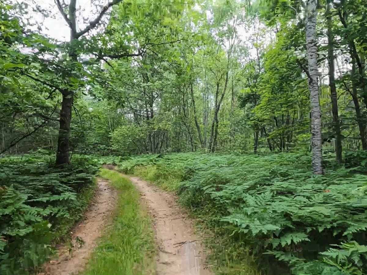Narrow Wooded Grass Trail photo 2