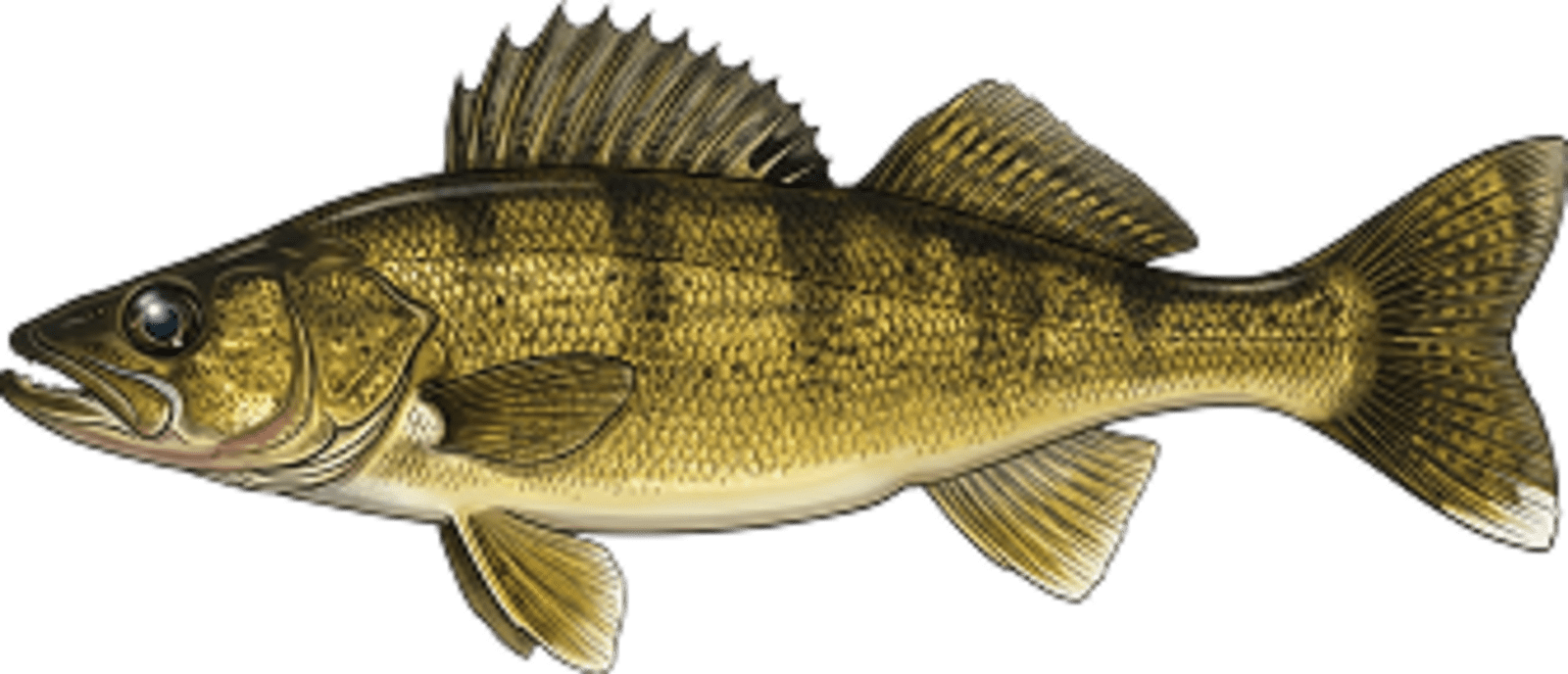 Walleye